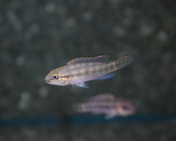 Nanochromis Caudifasciatus M
