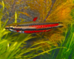 Nannostomus Rubrocaudatus L