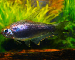 Nematobrycon Palmeri Black M/L