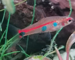 Neolebias Powelli M