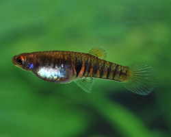 Neoheterandia Elegans M
