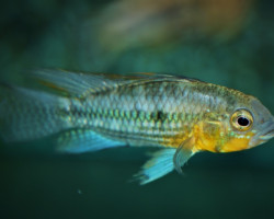 Apistogramma Cacatuoides L