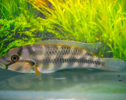 Orthochromis Stormsi L
