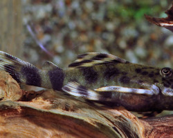 L008 Peckoltia Sp. M