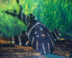 Panaqolus Albivermis L204 M