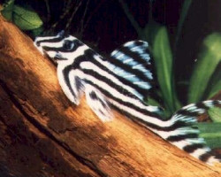Hypancistrus Zebra L46 M