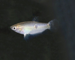 Parasphaerichthys Ocellatus S