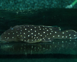 L031 Parancistrus Nudiventris M