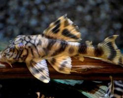 L121 Peckoltia Braueri L