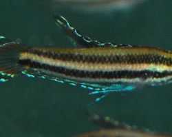 Parosphromenus Deissneri M