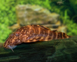 L104 Panaqolus Maccus M