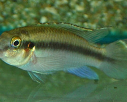 Pelv. Kribensis/Taeniatus L