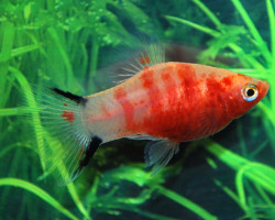 Platy Bleeding Heart M
