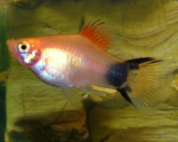 Platy Batman M