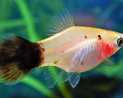 Platy Panda M