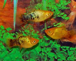 Platy Neon Gold Spotted S/M