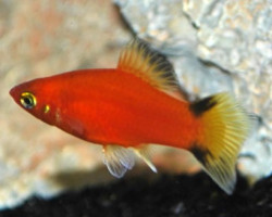 Platy Victory Red M