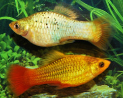 Platy Variatus Green S/M