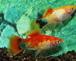 Platy Mickey Mouse Neon Red Fin M