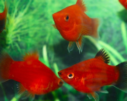 Platy Coral Orange Mickey Mouse M