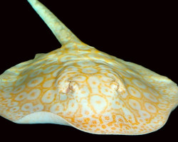 Potamotrygon Pearl White Albino M