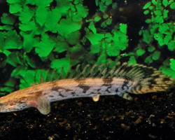 Polypterus Endlicheri S