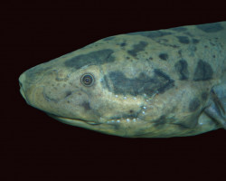 Protopterus Aethiopicus S/M