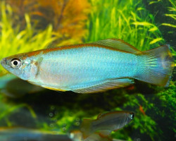 Procatopus Similis Muyuka L