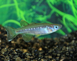 Pseudomugil Tenellus M
