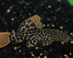 Pseudacanthicus Cf. Leopardus Lda007 M