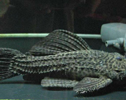 L185 Pseudacanthicus Sp. Xxl