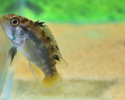 Apistogramma Norberti L