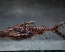 Pterodoras Granulosus L