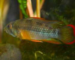 Apistogramma Baenschi M