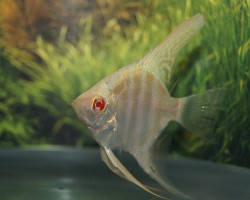P. Scalare Gold Diamond Albino M