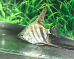 P. Scalare Panther Striped M