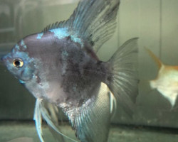 P. Scalare Pinoy Paraiba Blue M/L