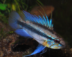 Apistogramma Trifasciata M