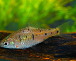Barbodes Semifasciolatus M