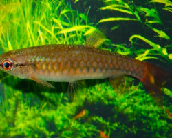 Pyrrhulina Obermulleri L