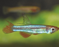 Aplocheilichthys Brichardi M