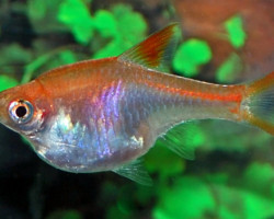 Rasbora Heteromorpha Gold M