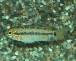 Apistogramma Sp. Vaupes S