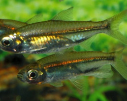 Rhabdalestes Septentrionalis M