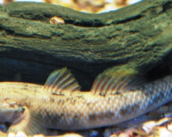 Rhinogobius Candidianus L
