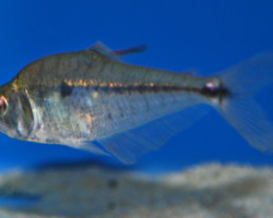 Roeboides Descalvadensis M