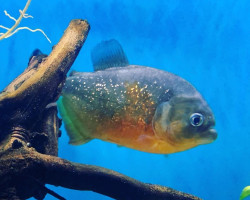 Pygocentrus Piraya L