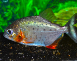 Serrasalmus Nattereri M/L