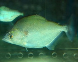 Serrasalmus Geryi L