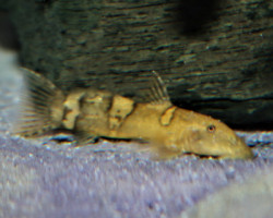 Astroblepus Mancoi M